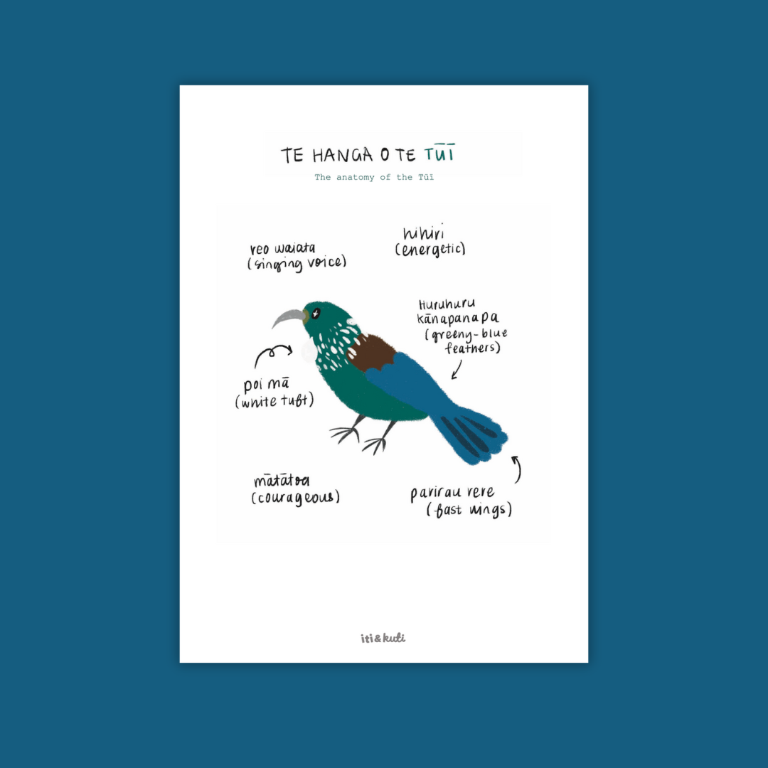 Te hanga o te Tūī • The anatomy of the Tūī