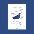 Te hanga o te Pūkeko • The anatomy of the Pūkeko
