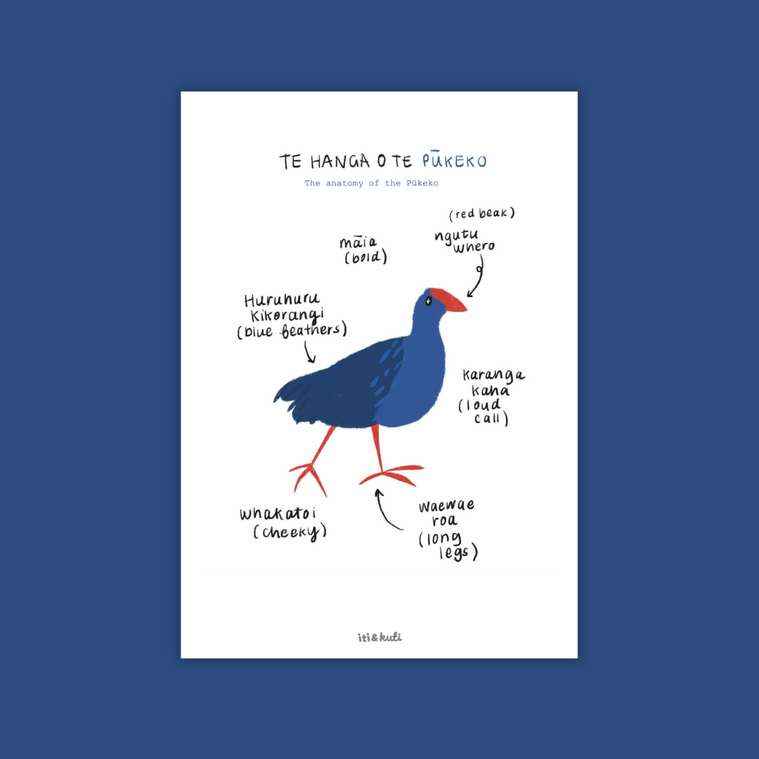 Te hanga o te Pūkeko • The anatomy of the Pūkeko