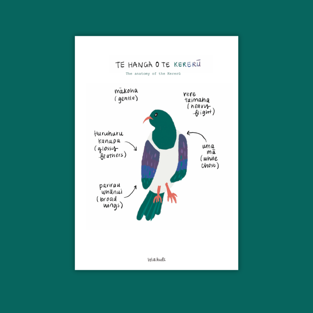 Te hanga o te Kererū • The anatomy of the Kererū