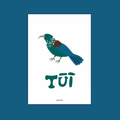 Tūī • Song bird
