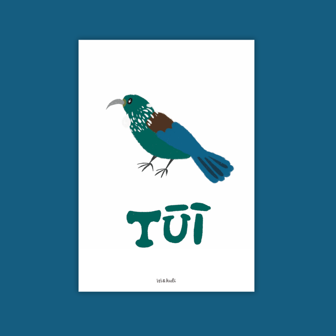 Tūī • Song bird