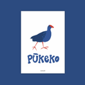 Pūkeko • Swamphen